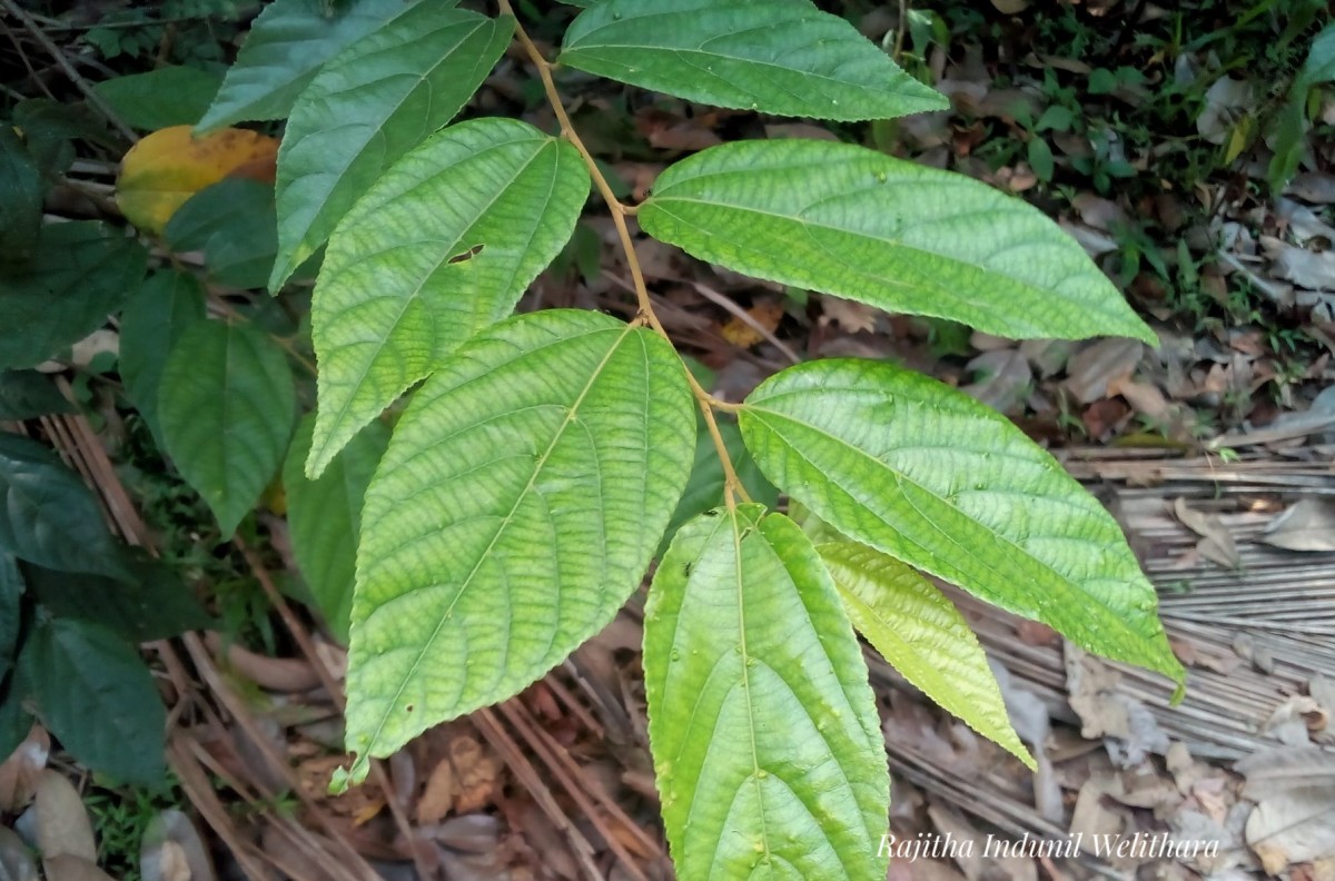 Grewia orientalis L.